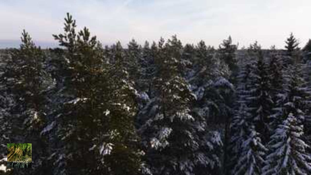 Ding Dong im Winterlicht