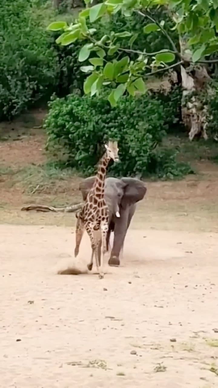 Giraffes: Nature's Tall Adaptation