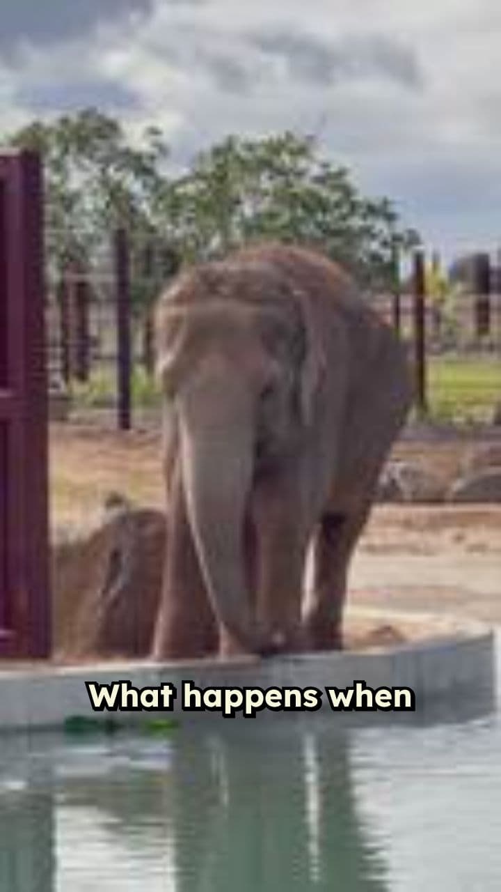 Elephant Farts and Climate Change