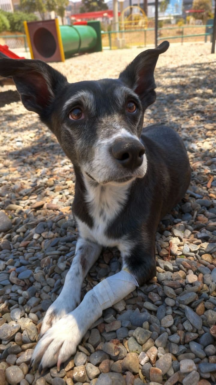 Un Viaje al Paraíso Canino