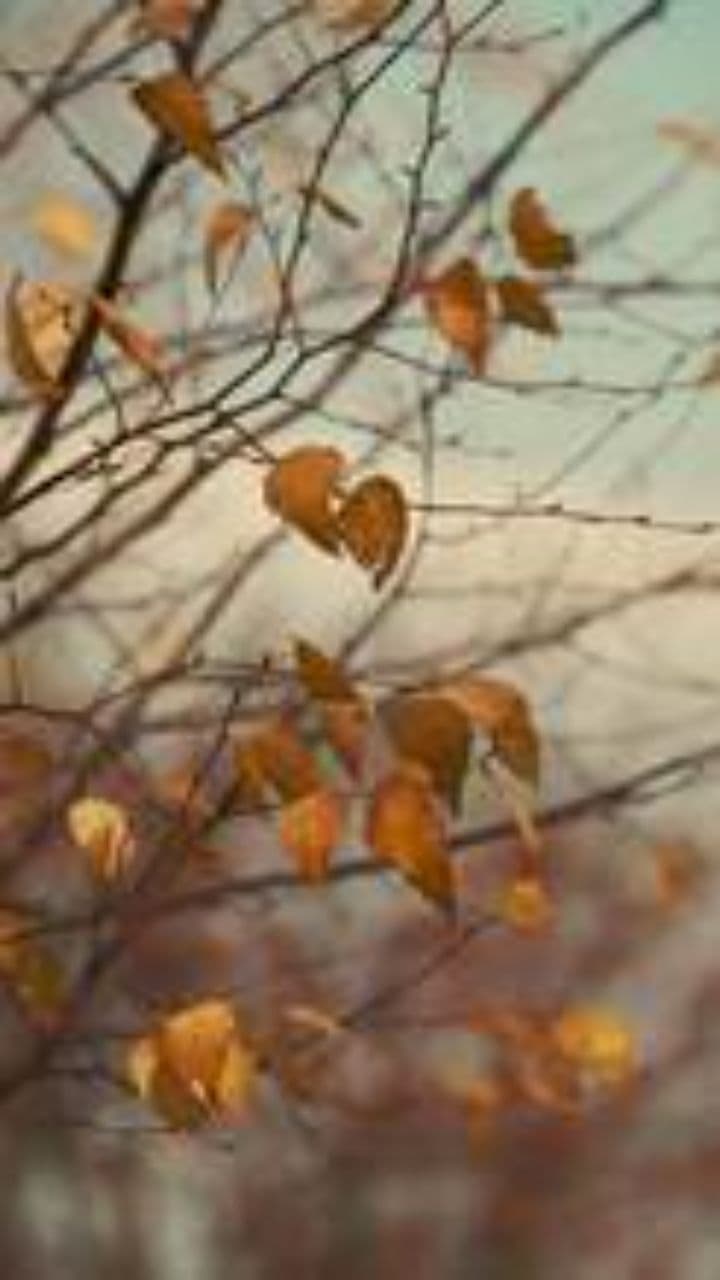 Дедуля Дрёма