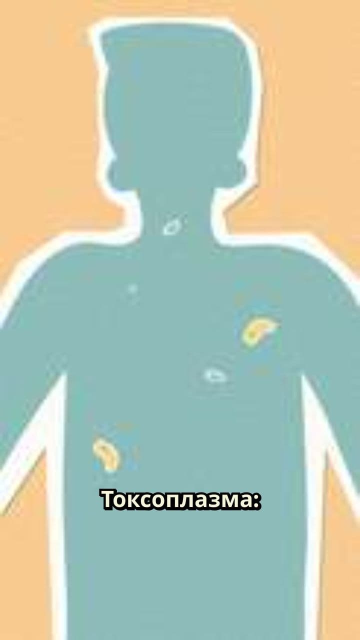 Токсоплазма: паразит, меняющий поведение