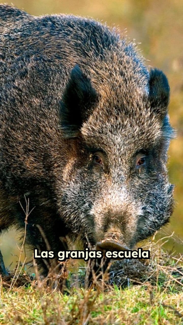 Crisis en granjas escuela por peste porcina