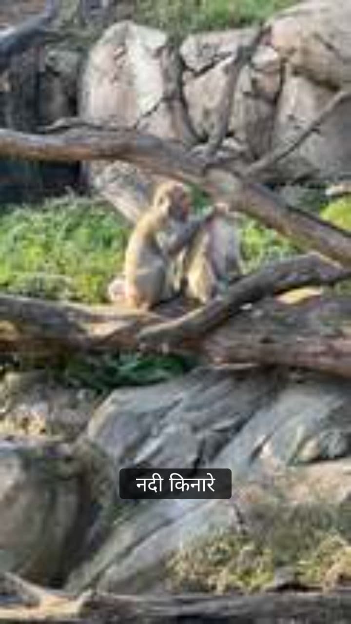 धैर्यवान कछुआ और बंदर