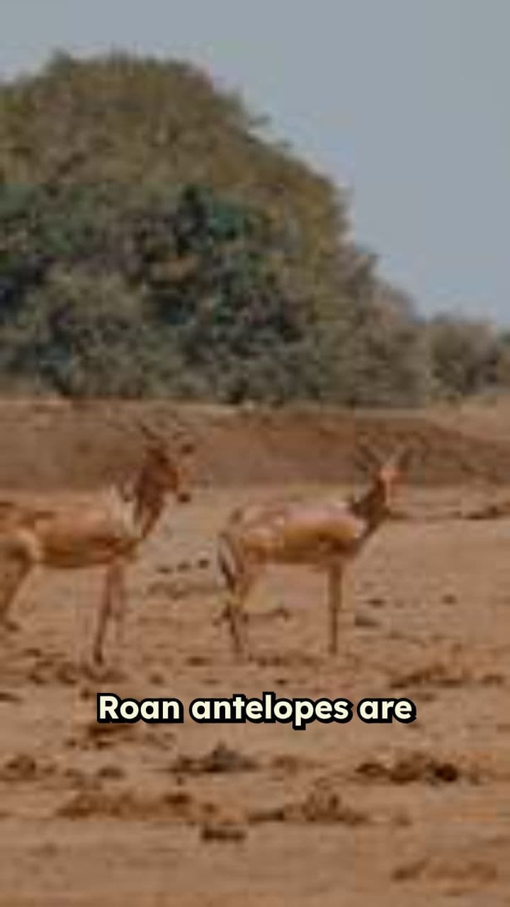 Roan Antelopes: Strong Savannah Giants