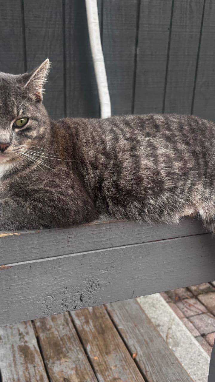 Where Are the Treats?