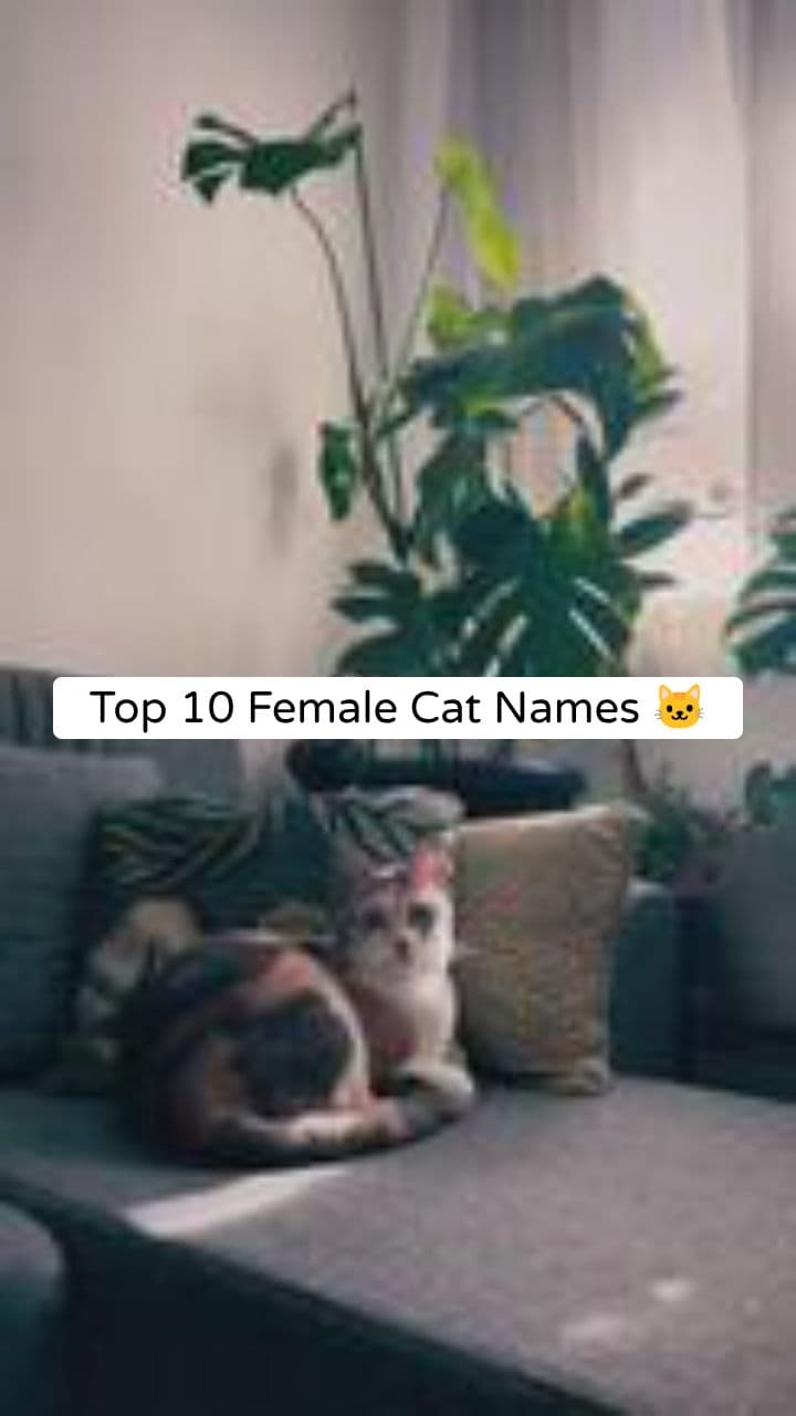 Top 10 Female Cat Names