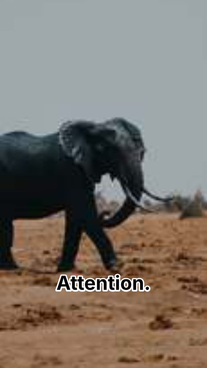 Africa's Rich Pre-Colonial History