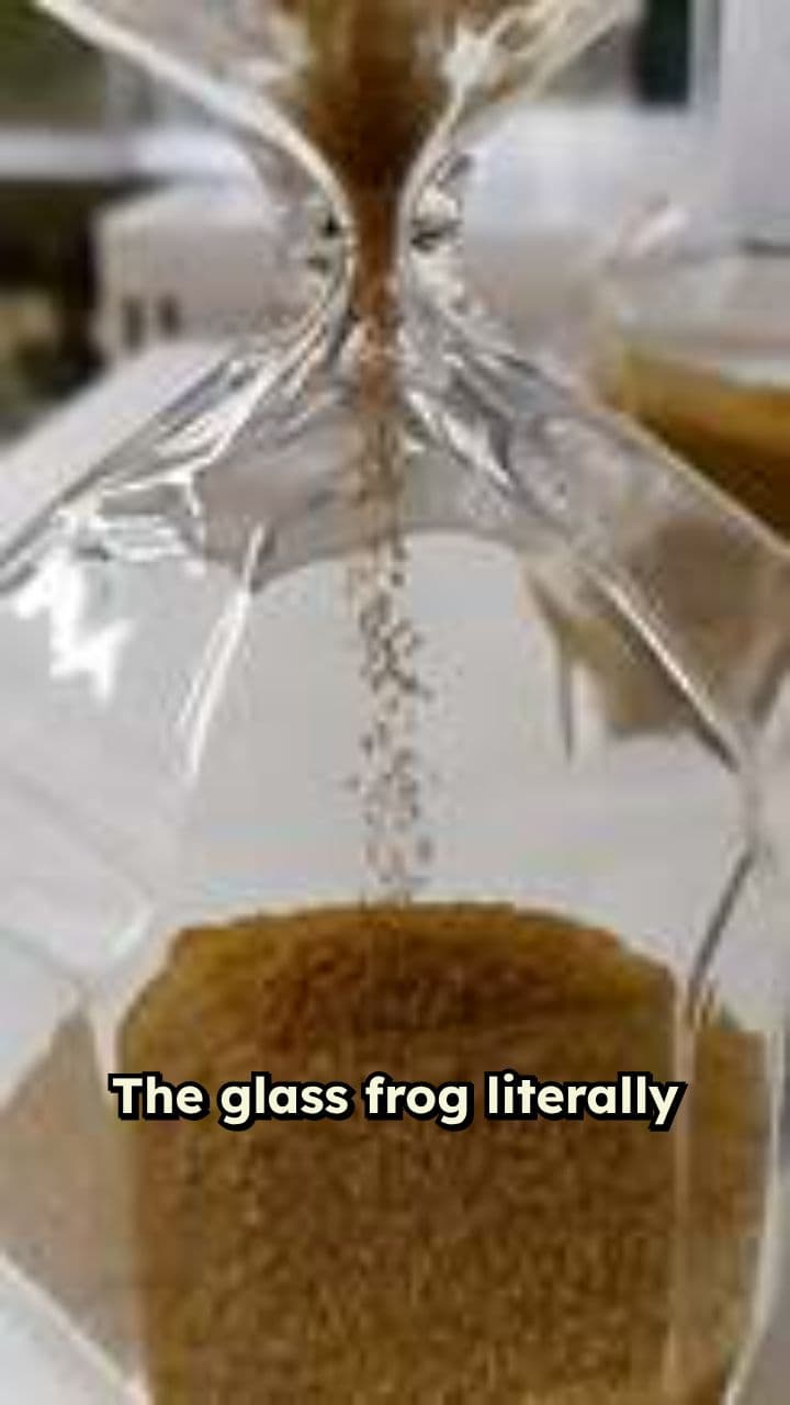 Glass Frogs Hide Blood to Vanish