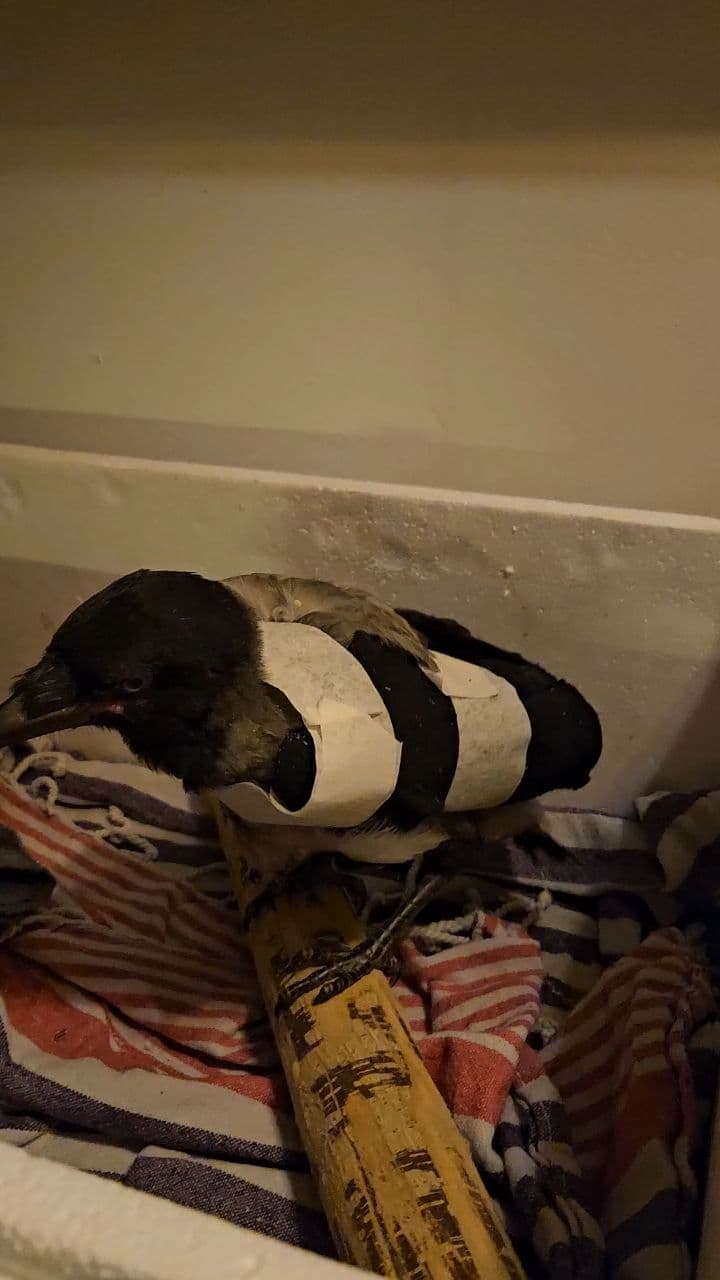 Wings of the Hooded Crow