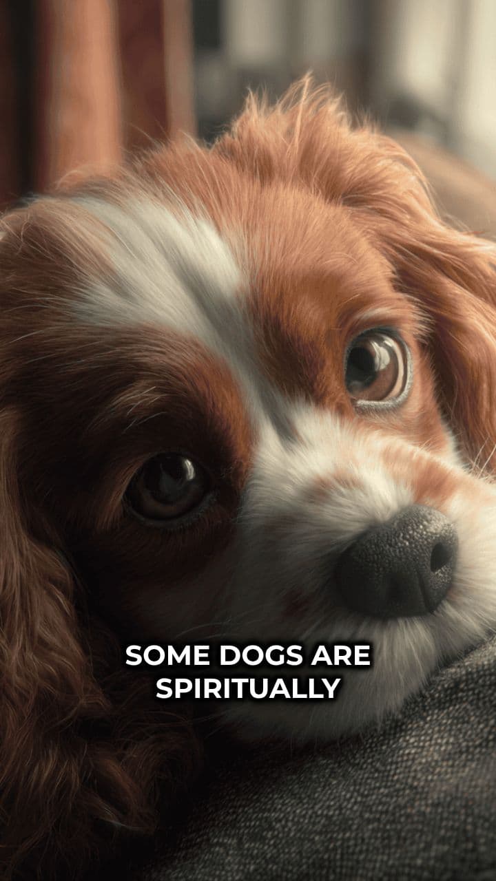 The Perfect Snuggle Partner: Rescue Dogs