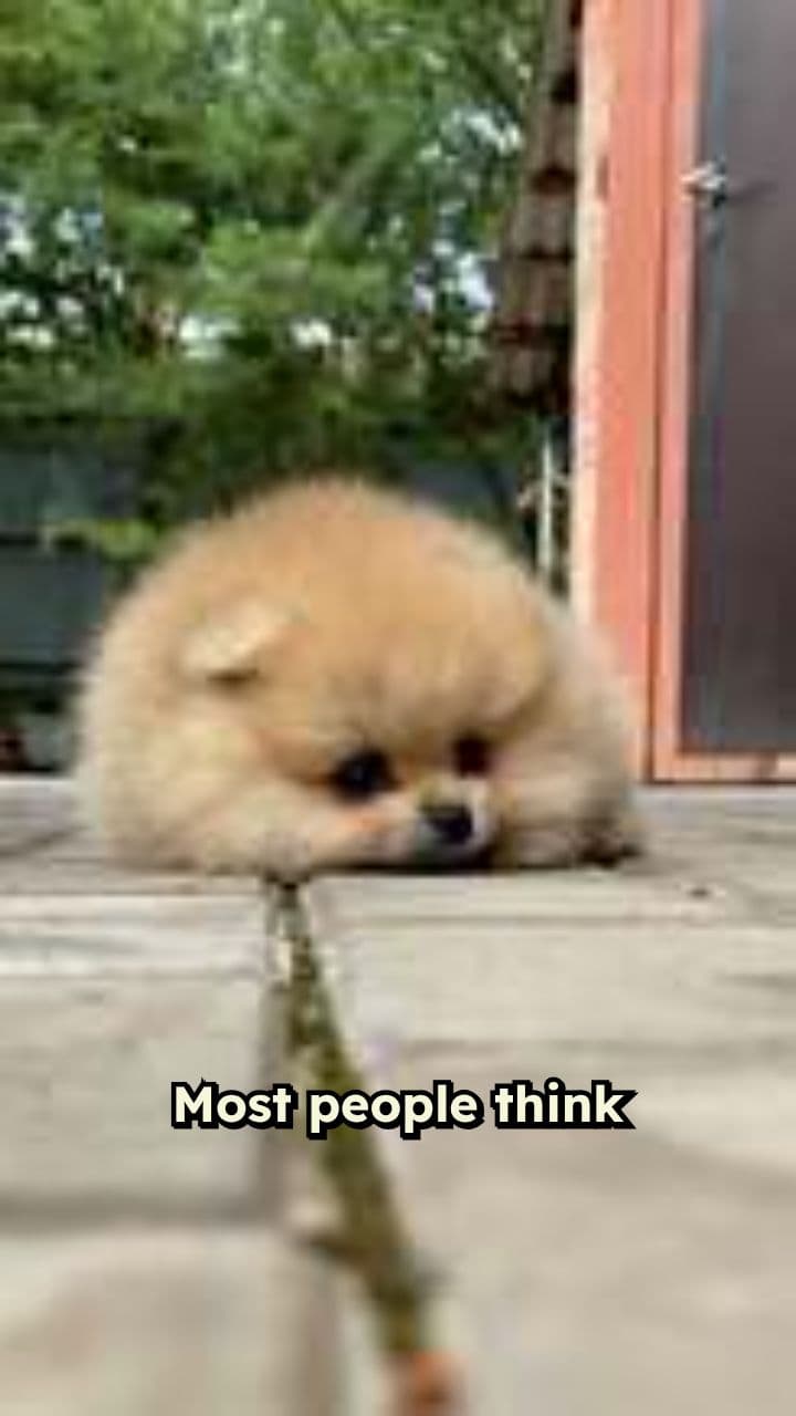 UltraK9 Pro: Support Your Dog’s Health