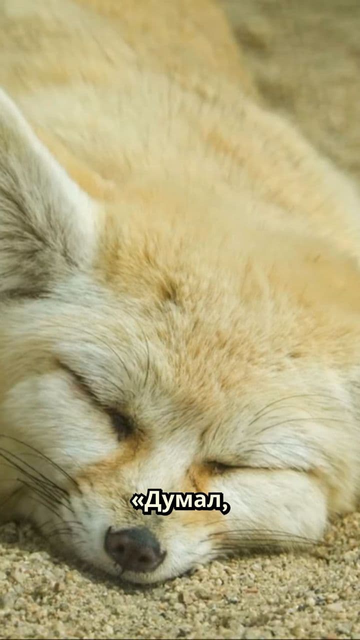 Фенек: милый пустынный хищник