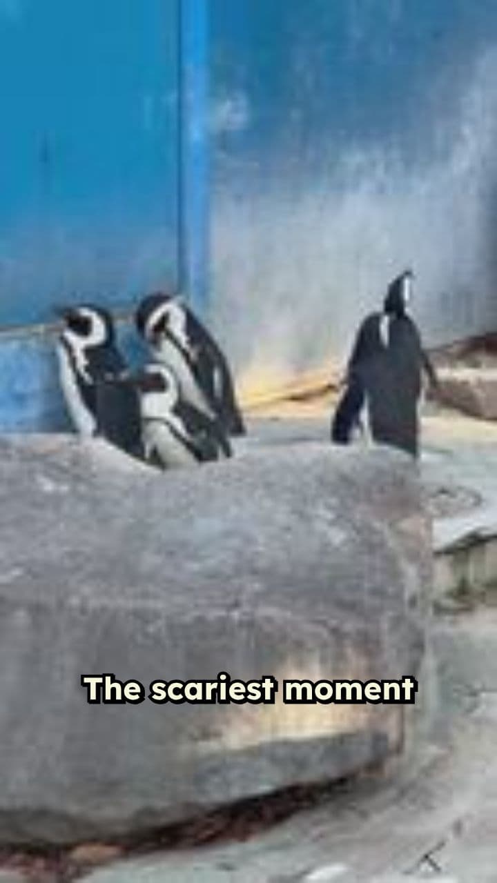 When the Tiger Got Loose