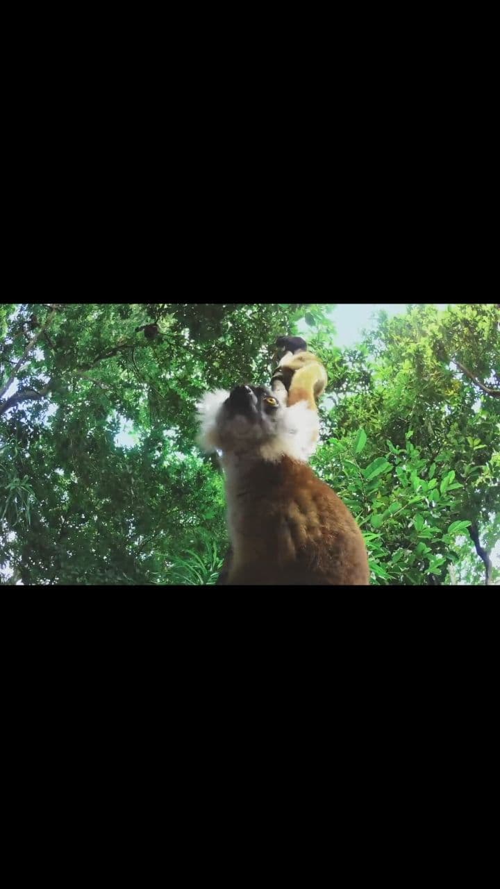 Lemurs' Toxic Ritual for Insect Defense