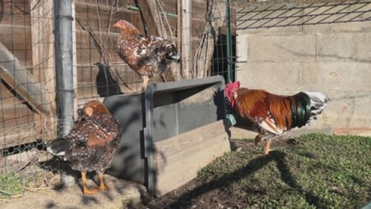 Fascinating Facts About Dinosaurs