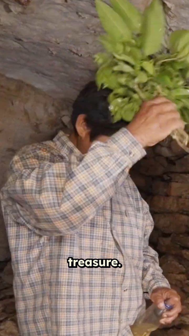 Unveiling the Mayan Treasure