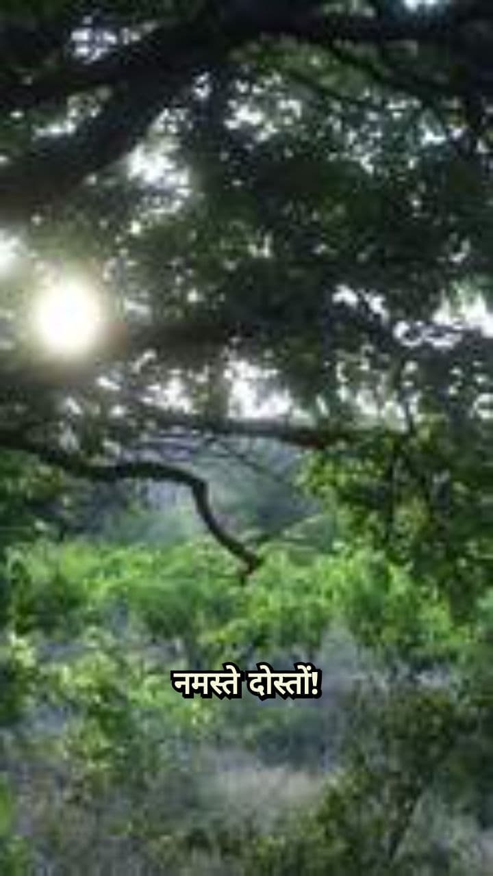 जादुई जंगल के दोस्त: नन्ही चिड़िया का घर