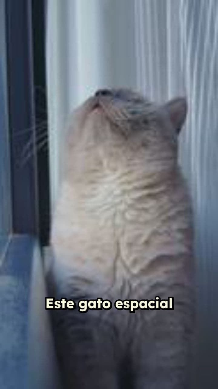 Etnia: O Gato Espacial do Futuro