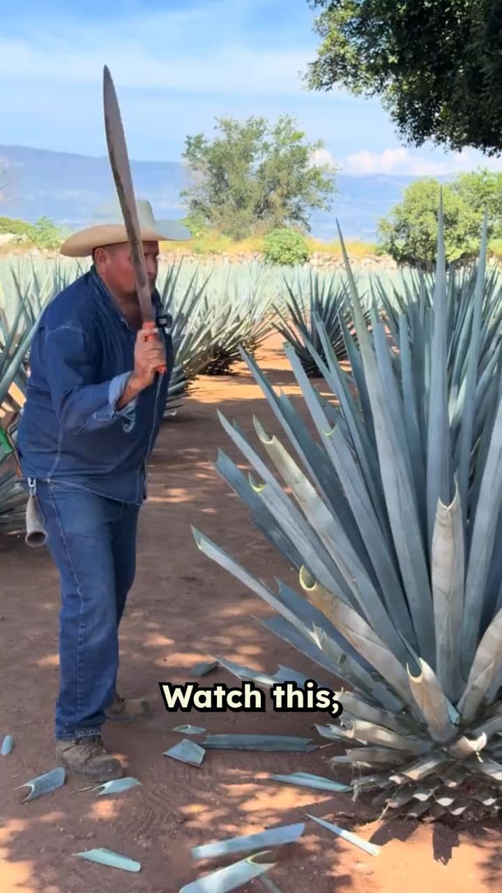 The Art of Harvesting Agave for Tequila