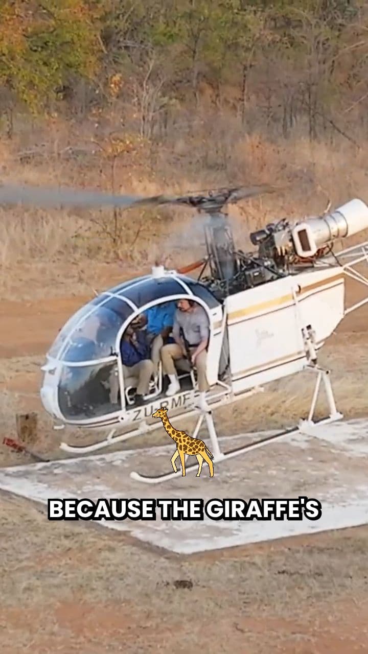 Vaccinating Giraffes From a Helicopter