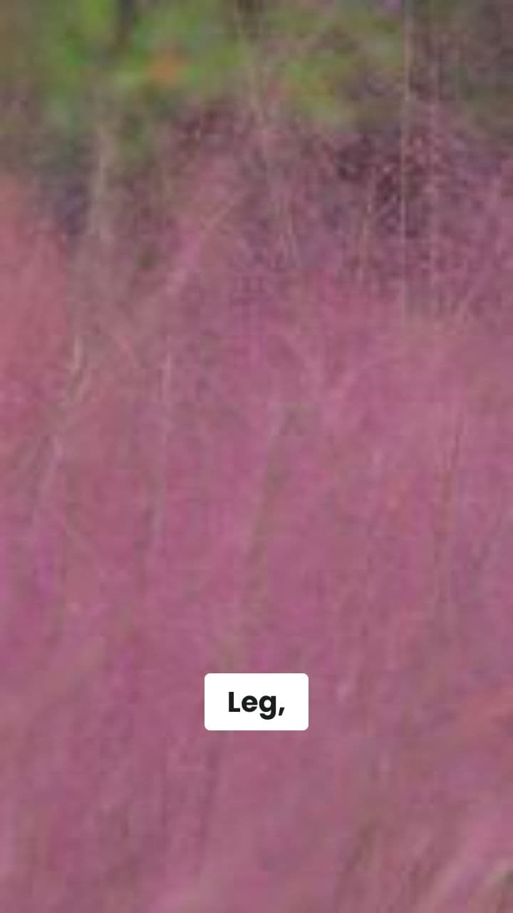 Leg Leg Leg Man Man Men