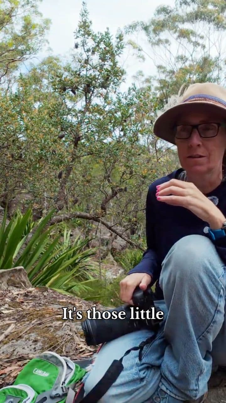 The Magic of Half-Glimpsed Creatures