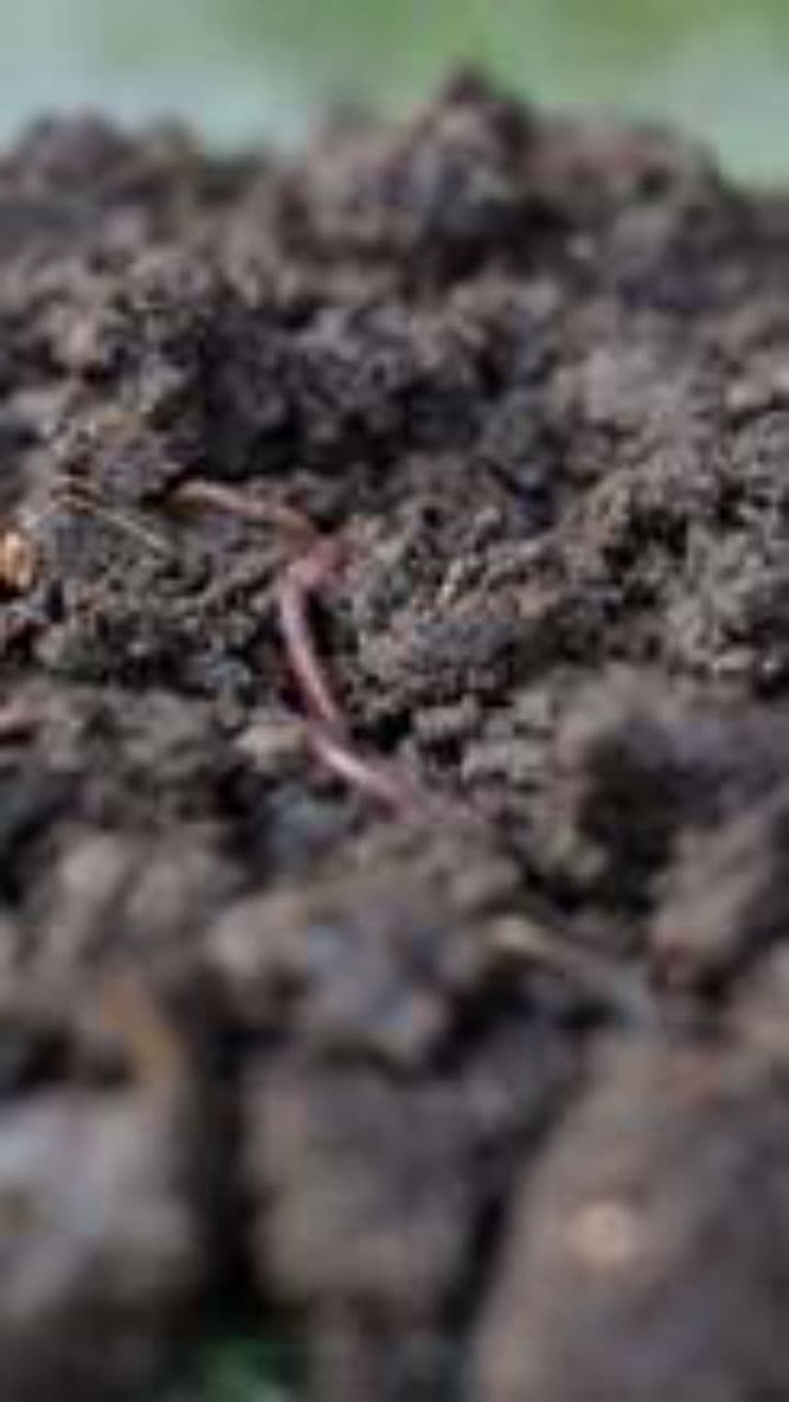 Wiggle Worm's Dance Party