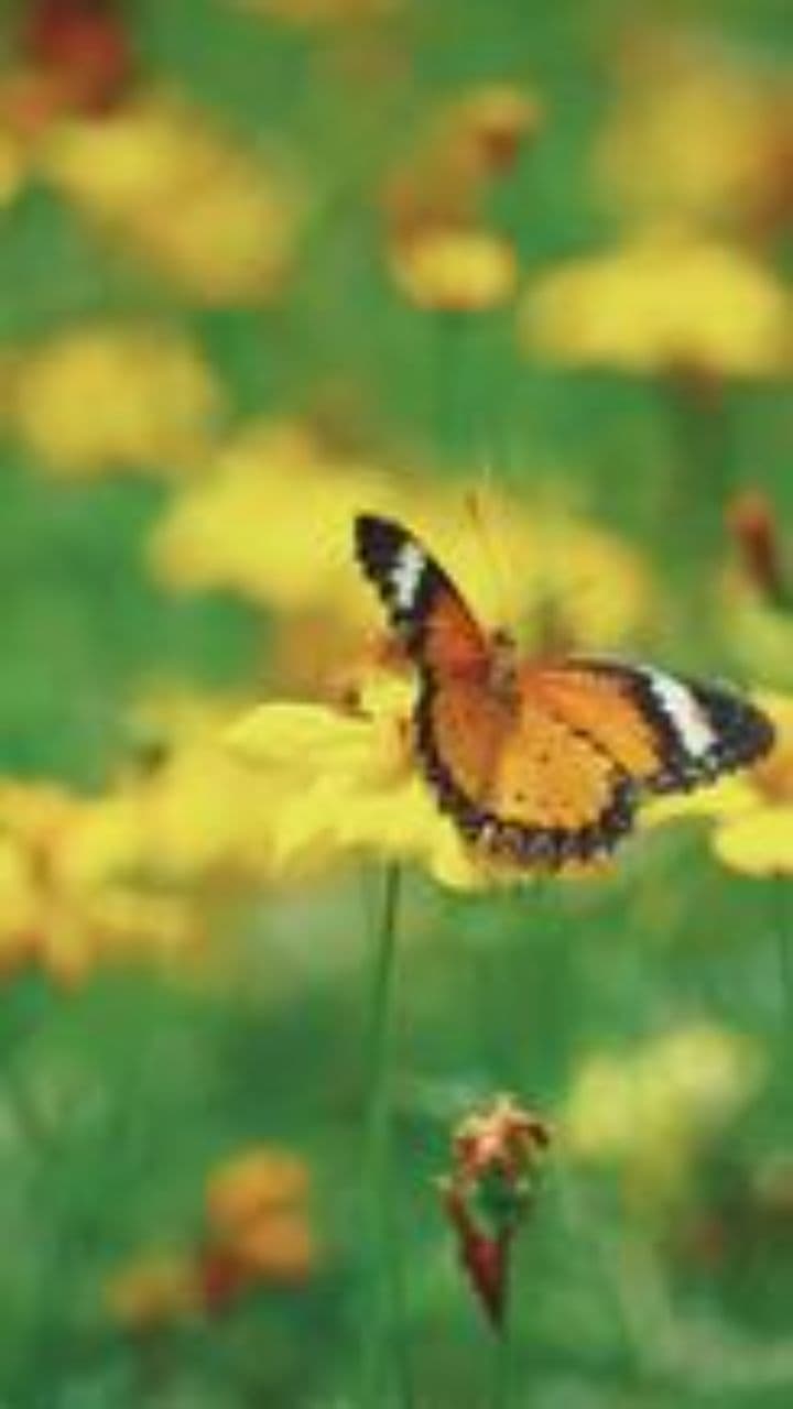 Pļavas humora spēks