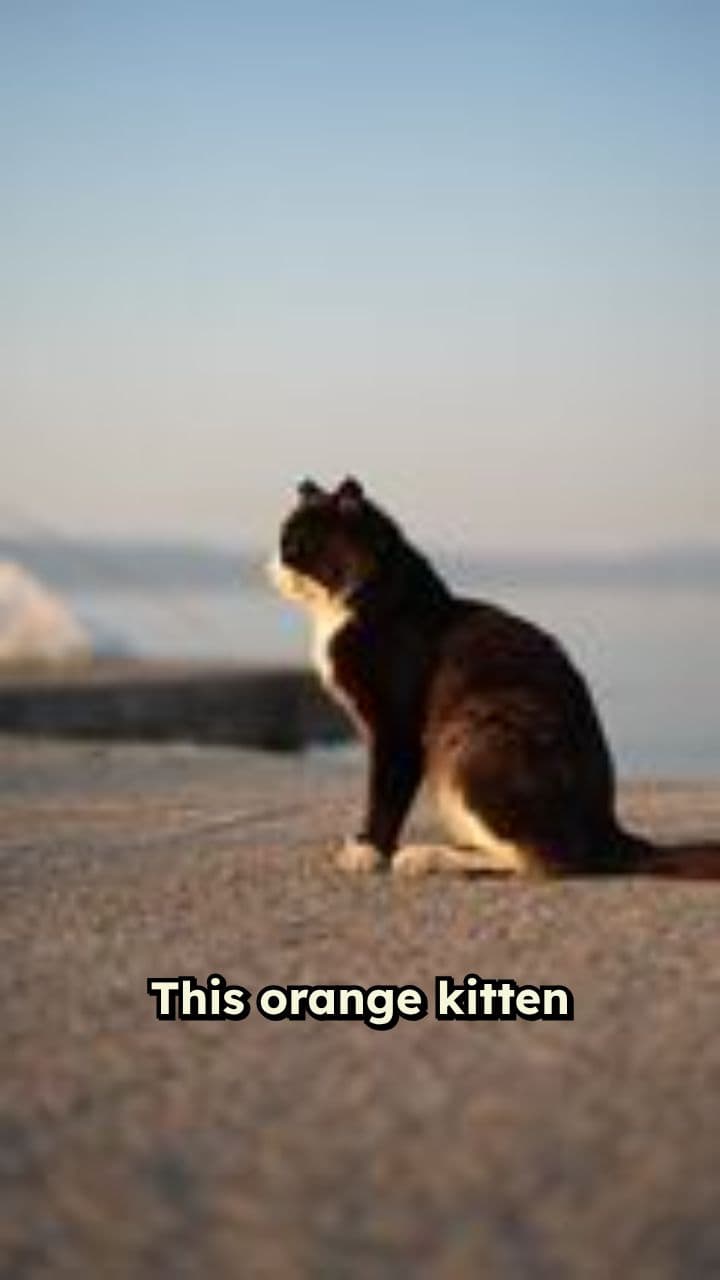 Kitten's Hilarious First Encounter with the Ocean