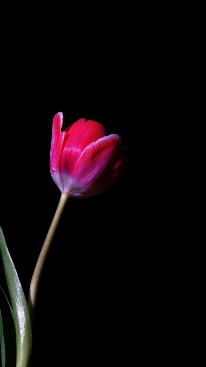 Un tulipán y una canción