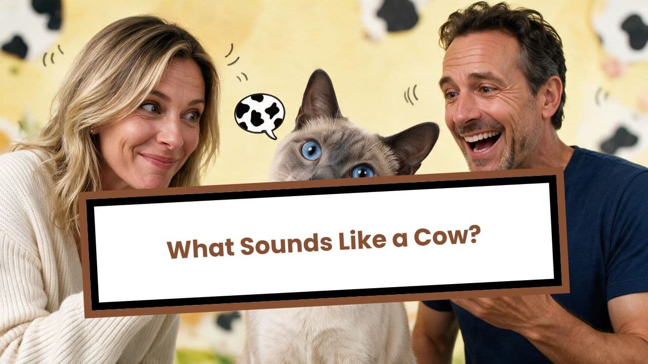 What Sounds Like a Cow?
