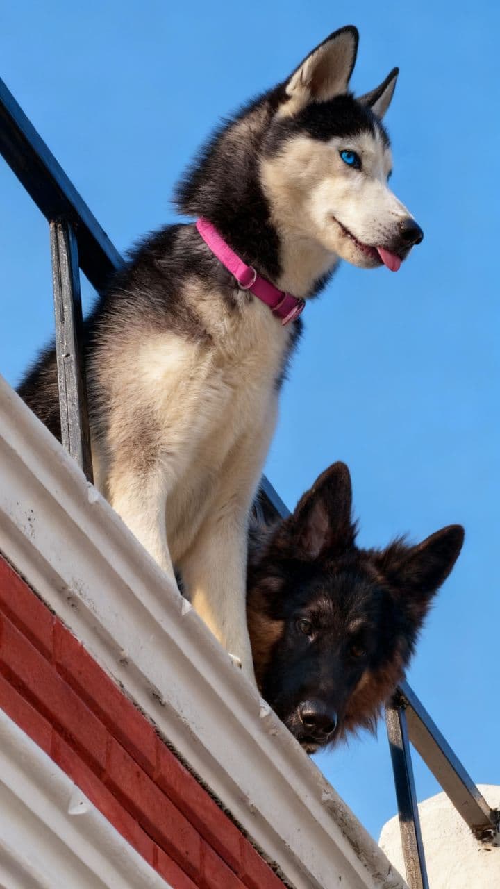 Balcony Buddies: Husky & German Shepherd Playtime