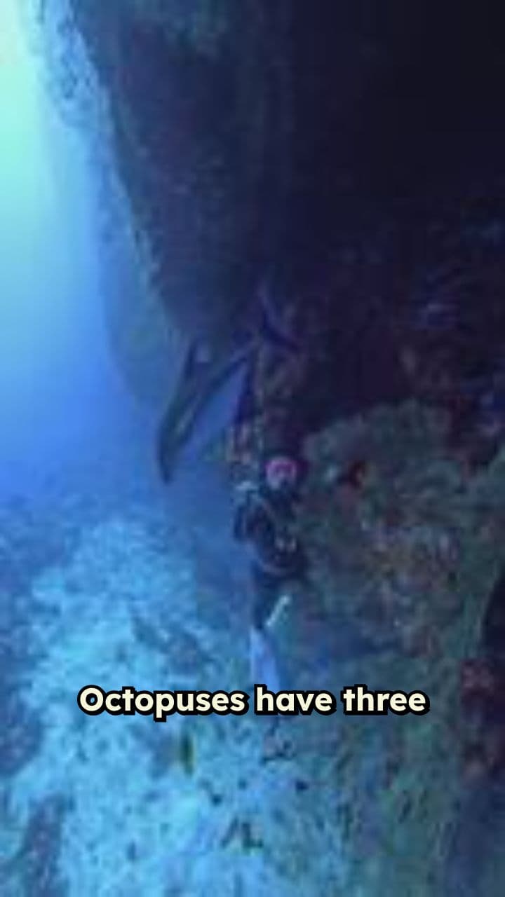 Octopuses: The Vengeful Sea Creatures