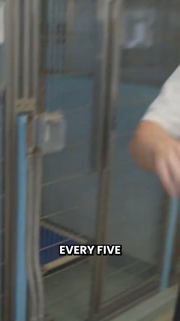 Saving 100 Dogs From Being Euthanized