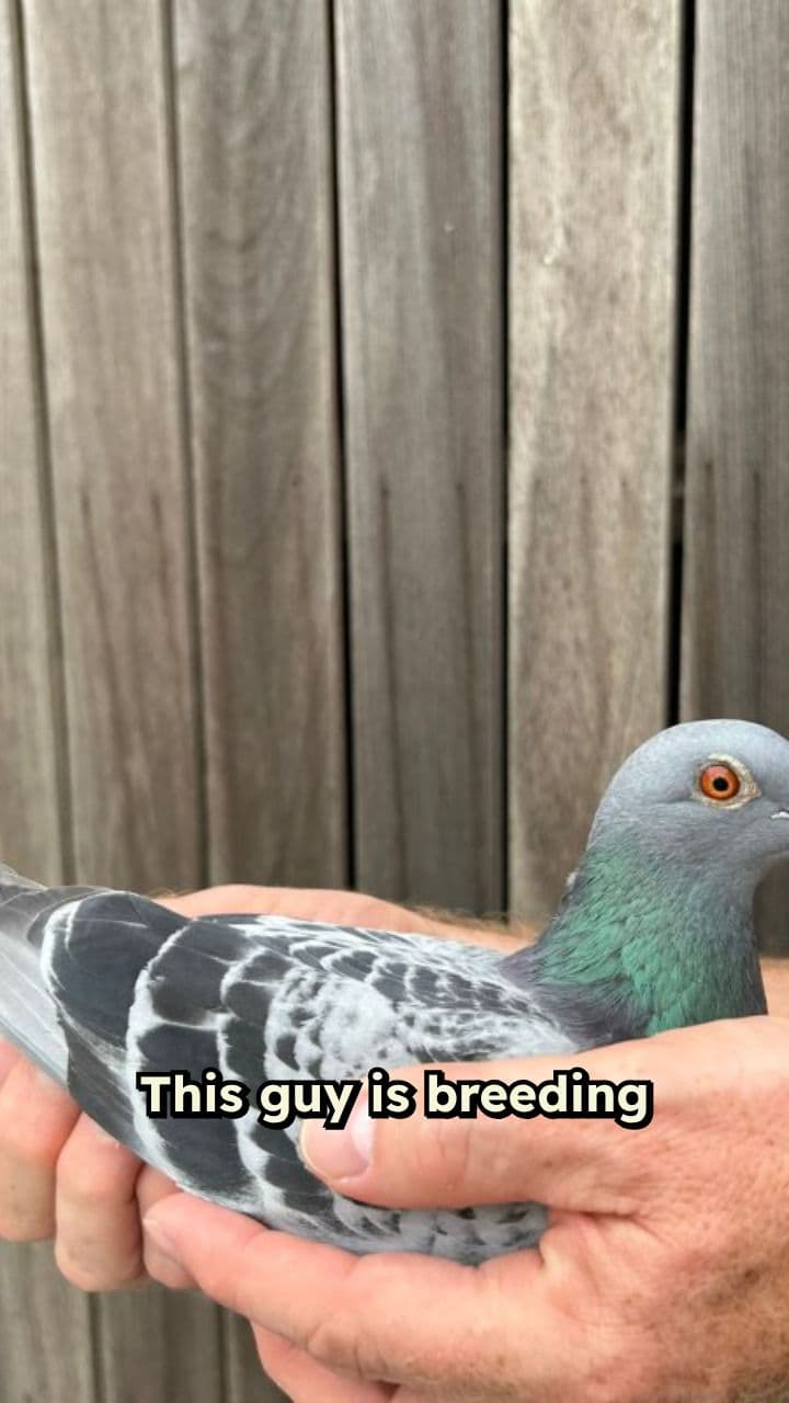 Champion Pigeons: Christophe Nottebaert's Dynasty