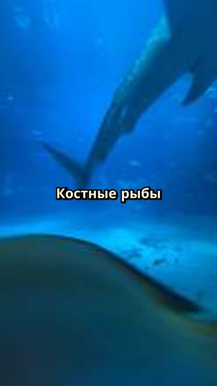 Костные рыбы: особенности и биология