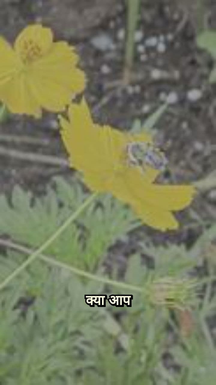 मधुमक्खियों की अद्भुत याददाश्त