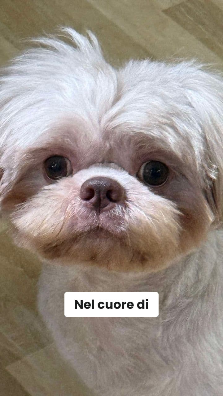 L'Odio Banano-Oreo: Un'Epopea Assurda