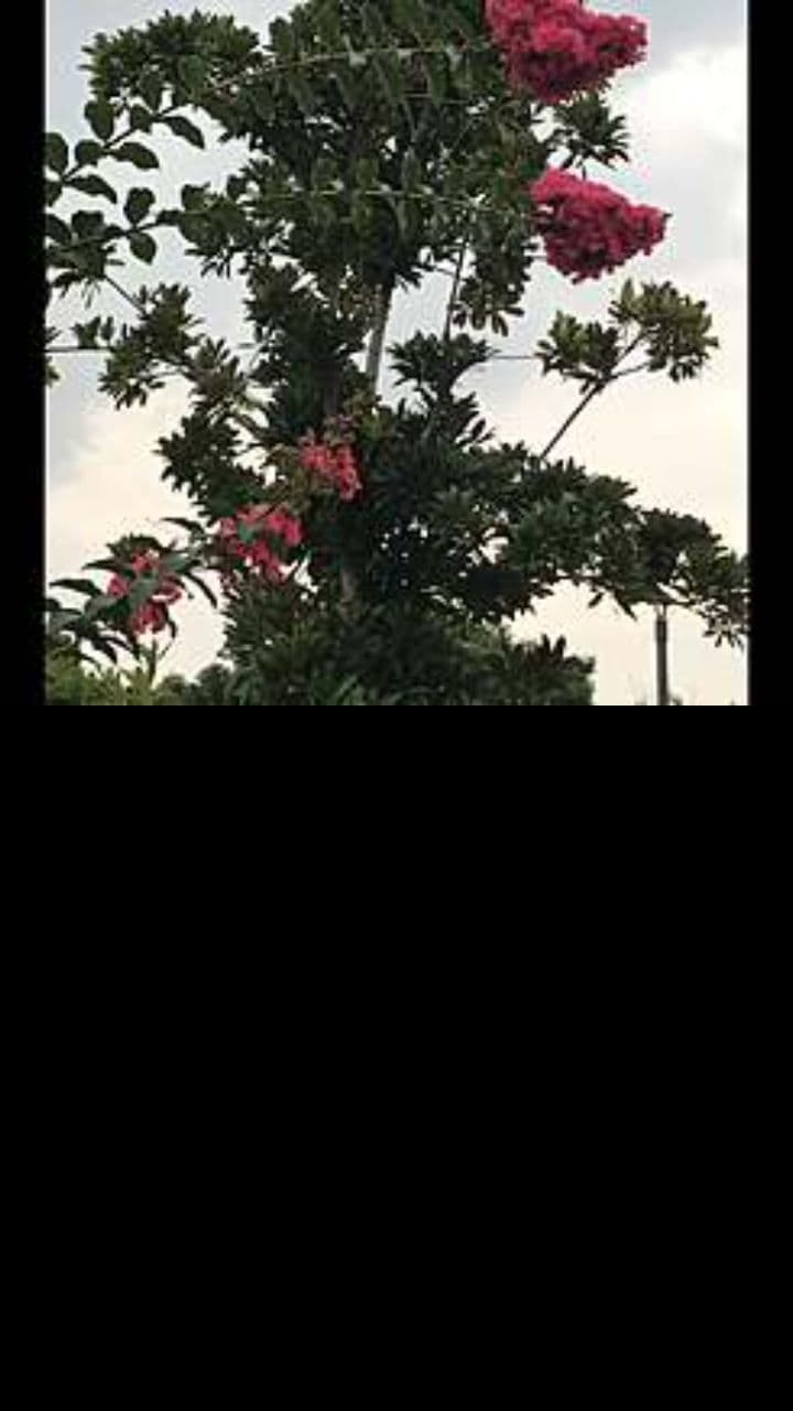 Різдвяні вітання Таюші від Ельзи