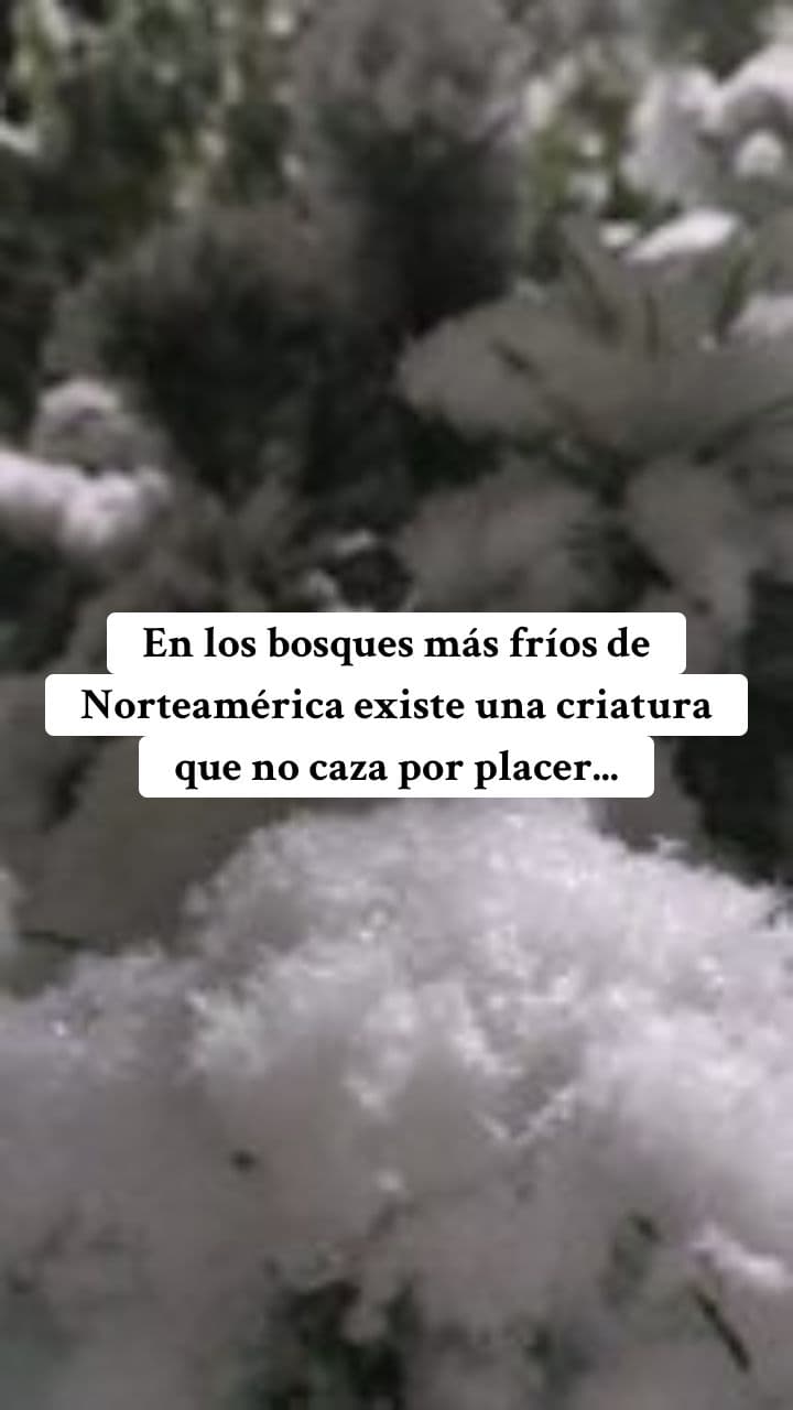 La Leyenda del Wendigo