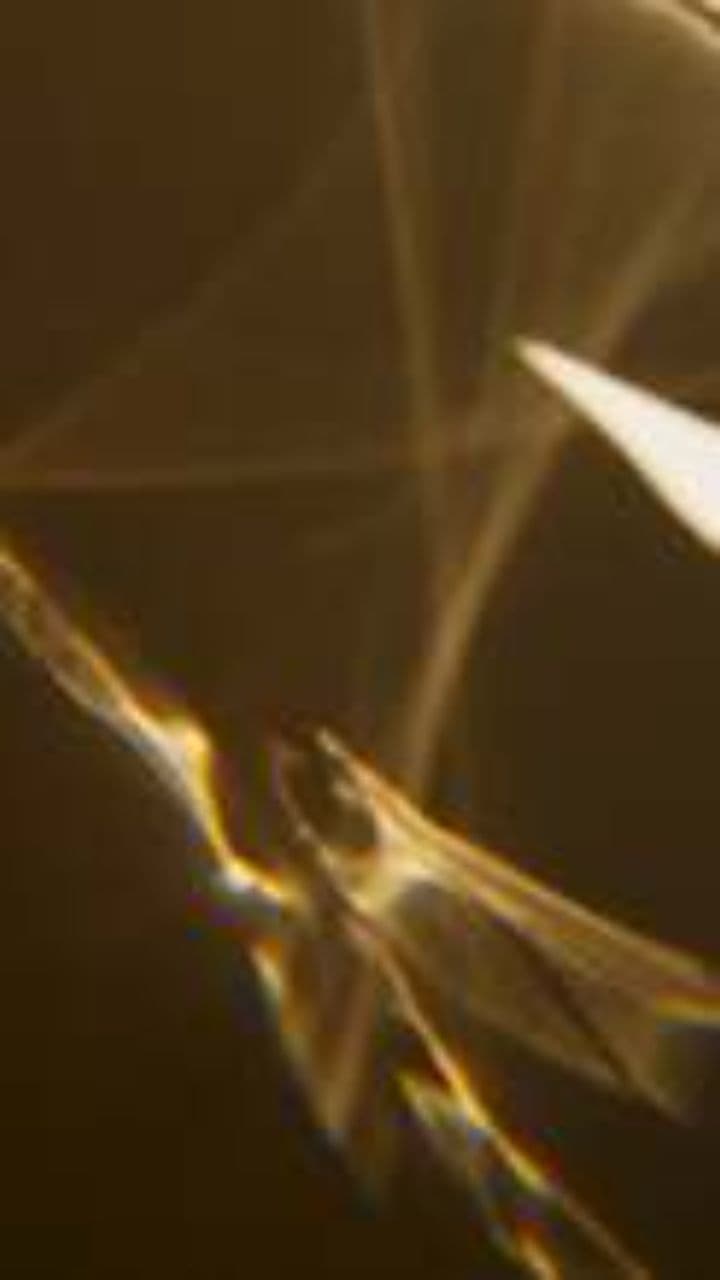 Armadilha do Coração