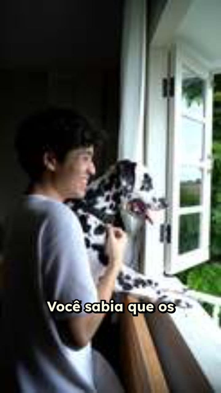 Cuidado com os passeios diários do cão