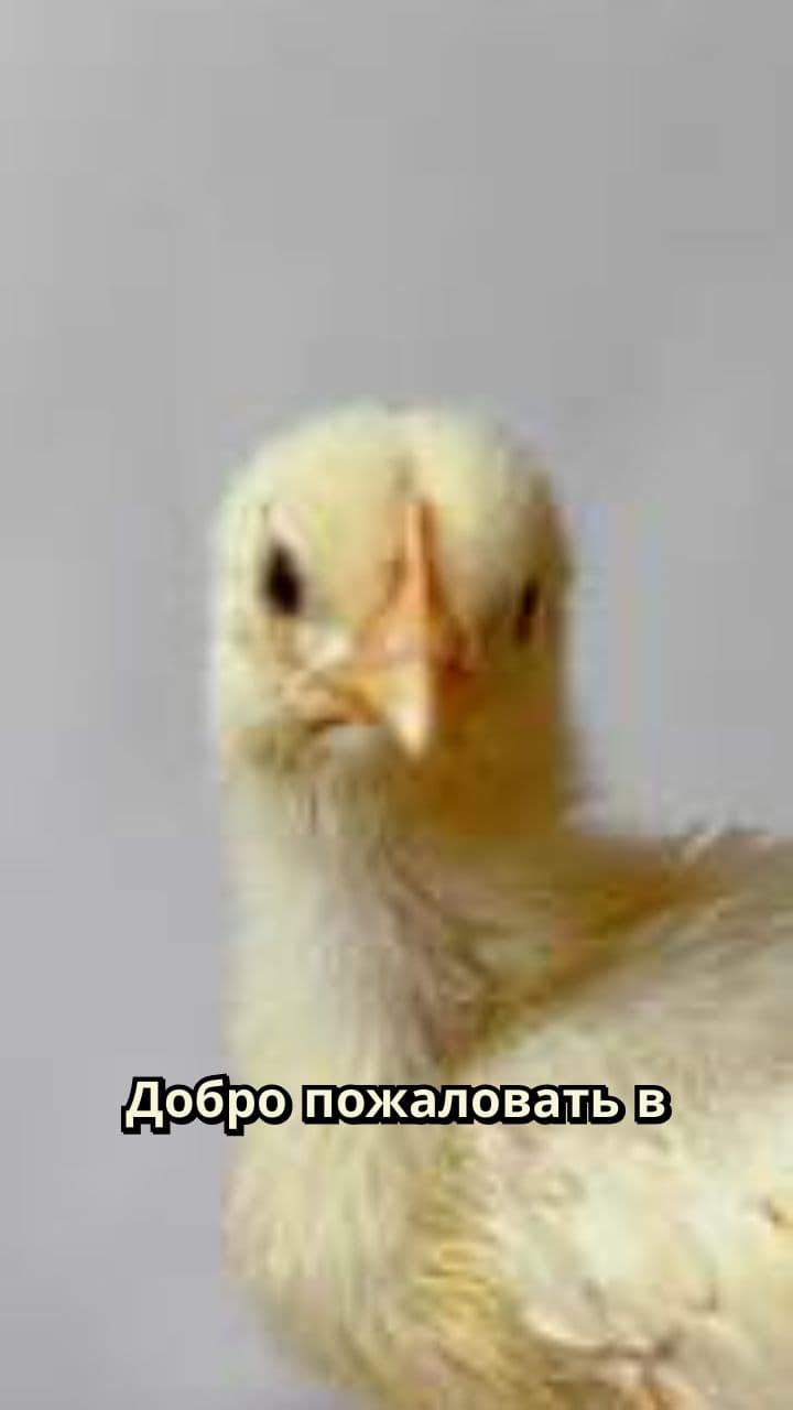 Познавательное видео о милых животных