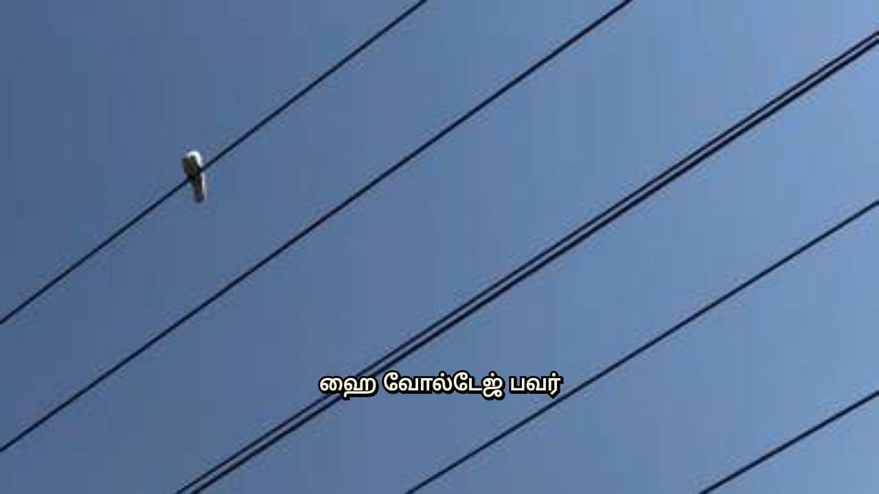 Why Don't Birds Get Shocked on Power Lines?