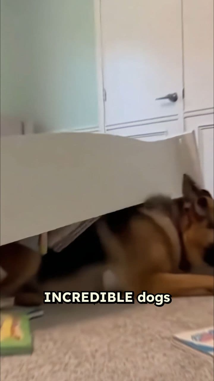 Heroic Dogs Save Children in Danger