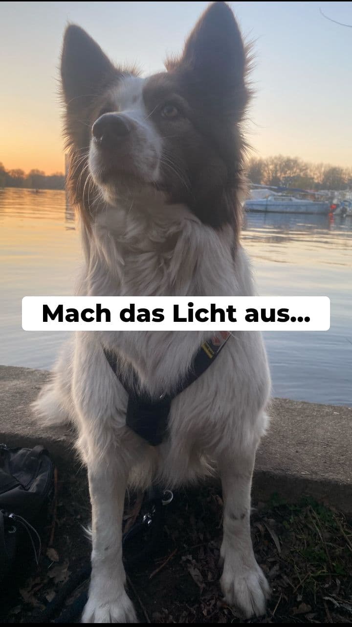 Turn the Lights On - Dog Edition