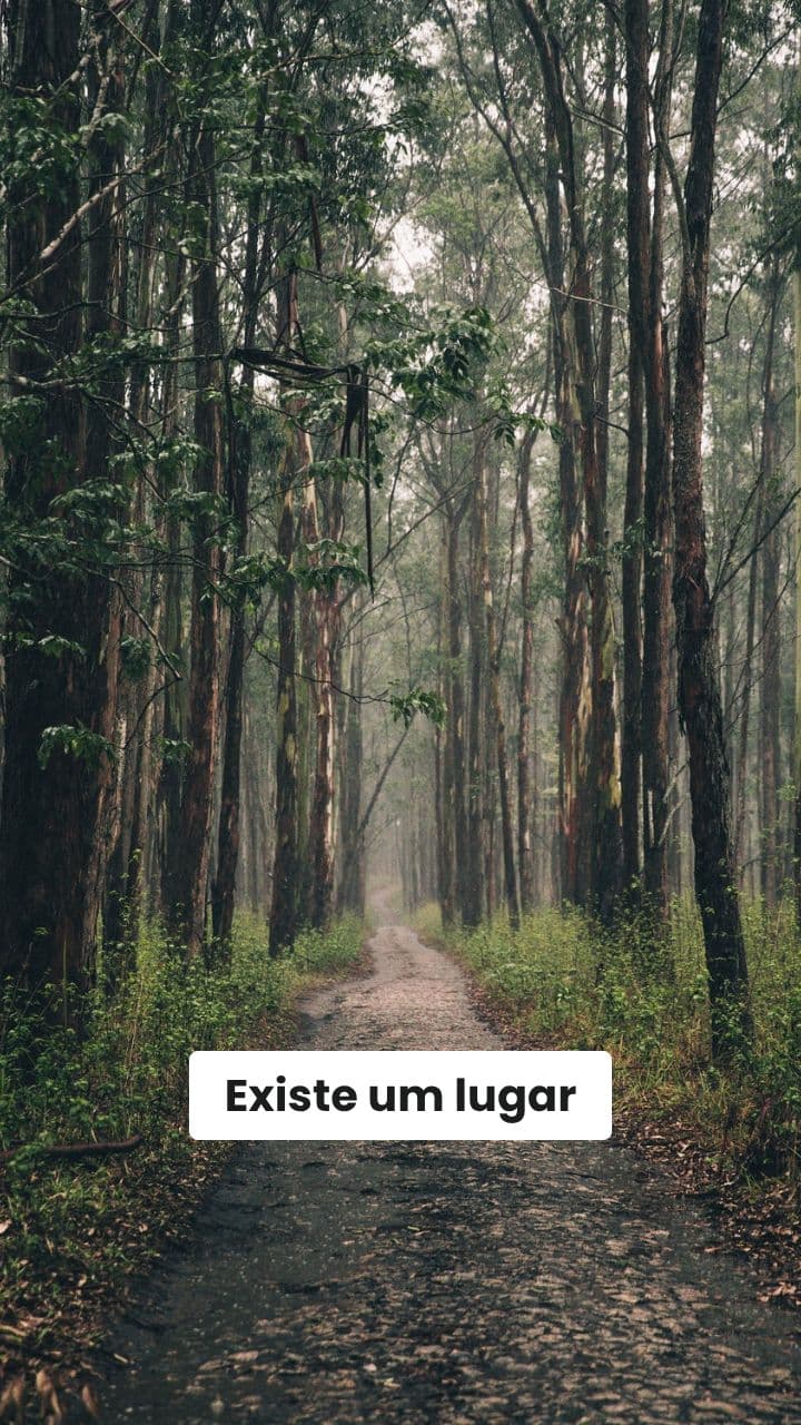 Caminho de Paz na Floresta