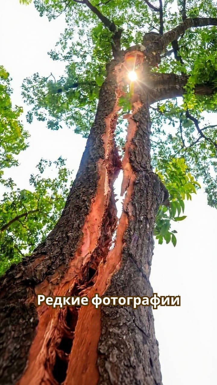 Редкие и удивительные фотографии природы