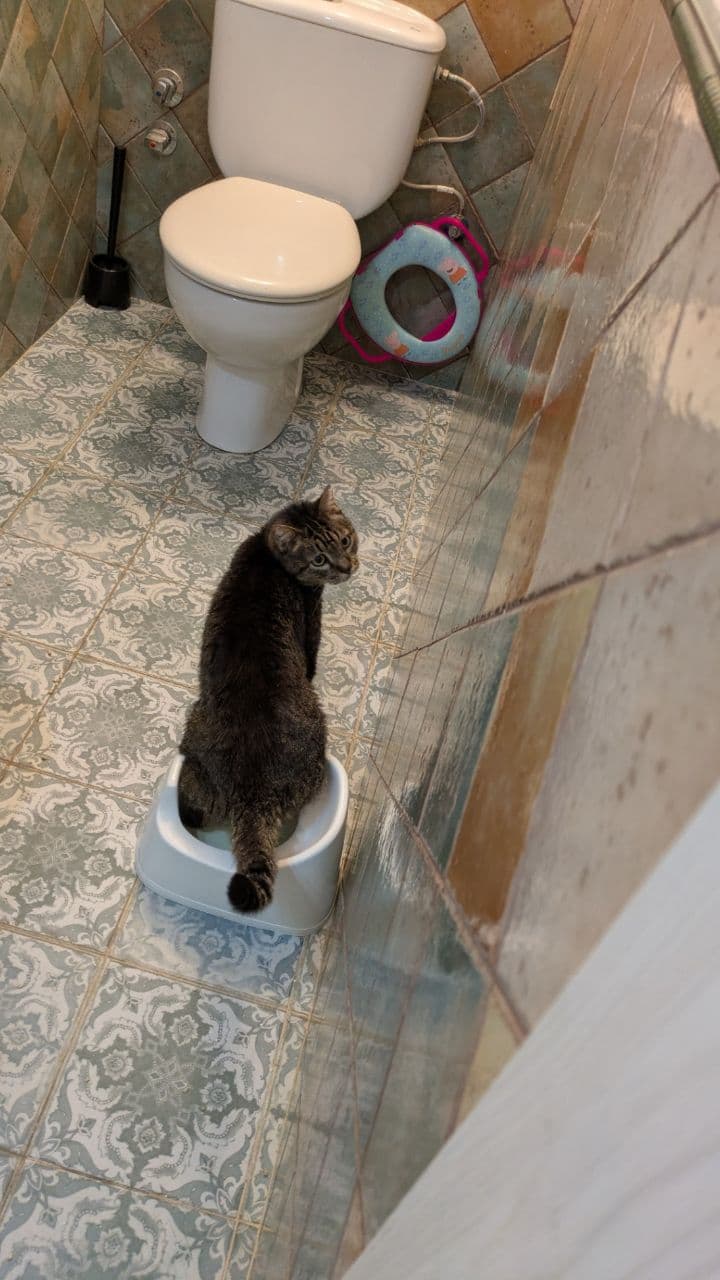 Refugi per a gats ferits